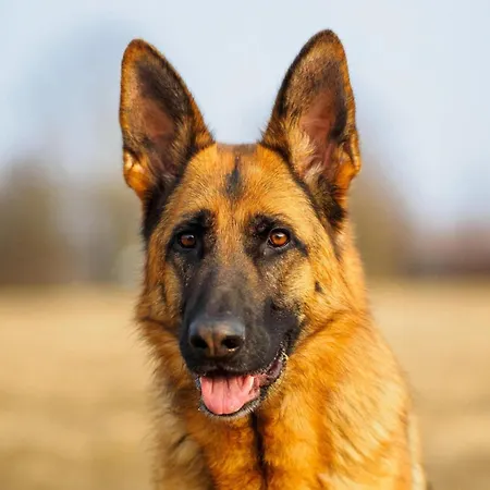 In France With Private Garden 펜션 *